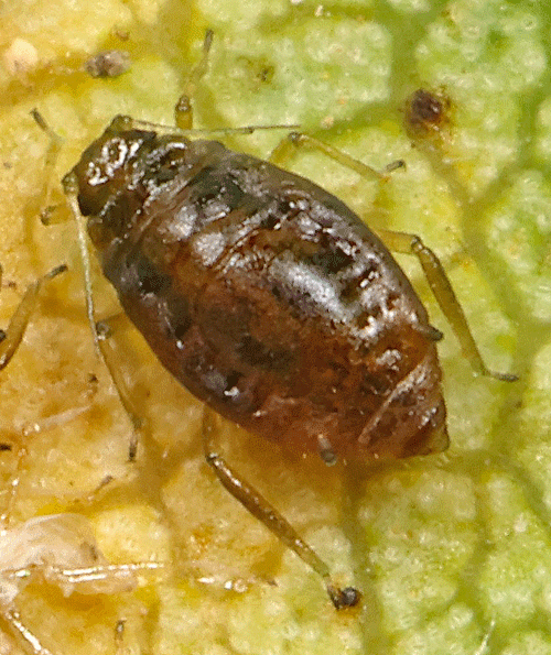 Melanaphis pyraria