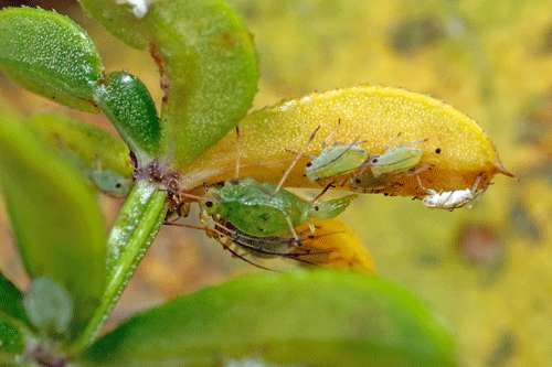 Linosiphon galiophagum