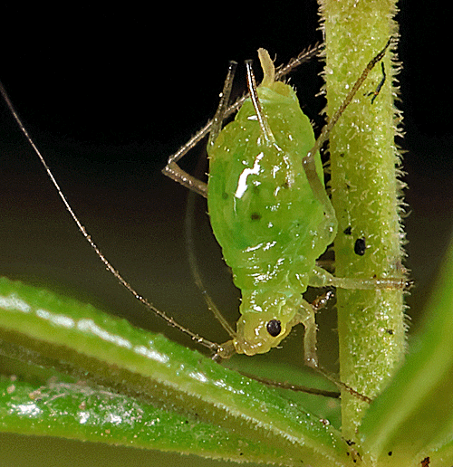 Linosiphon galiophagum