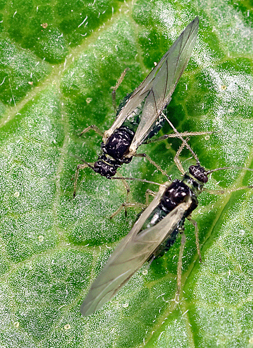Aphis schneideri on Ribes nigrum