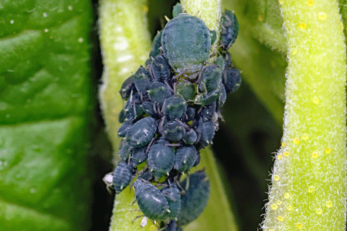 Aphis schneideri on Ribes nigrum