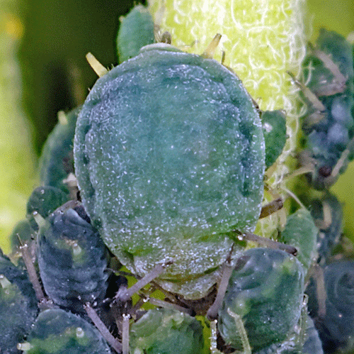 Aphis schneideri on Ribes nigrum