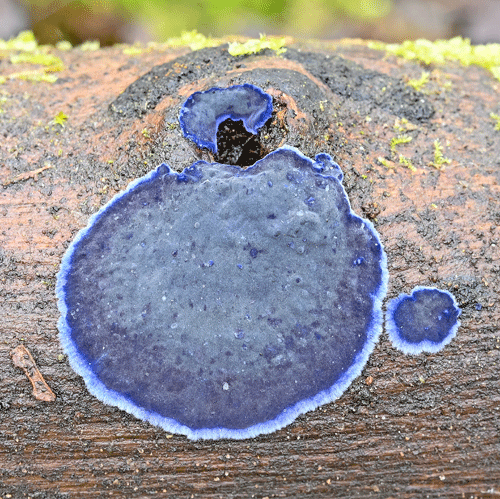 Terana caerulea