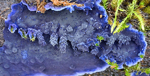 Terana caerulea