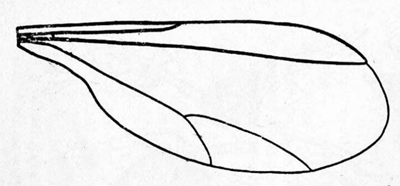 Androsacemyia alatavica