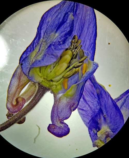 Macrolabis aquilegiae