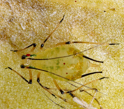 Macrosiphoniella leucanthemi on Leucanthemum vulgare