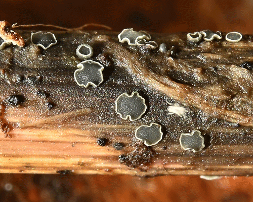 Pyrenopeziza chamaenerii on Chamerion angustifolium