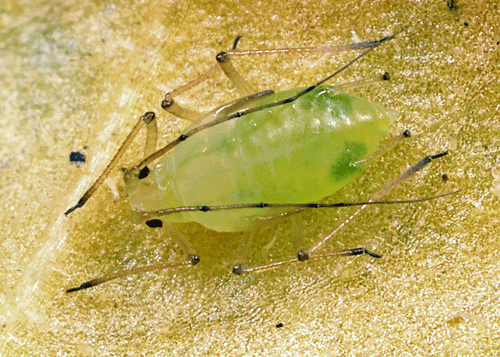 Aulacorthum solani