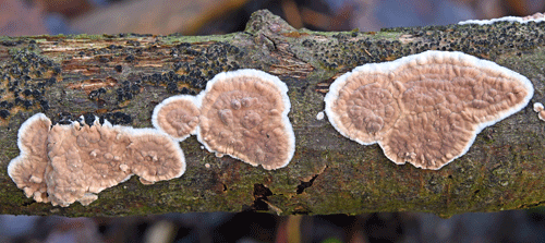 Cylindrobasidium laeve