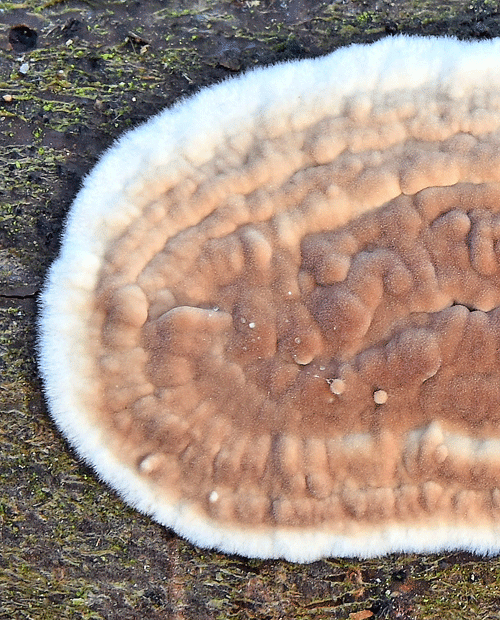 Cylindrobasidium laeve
