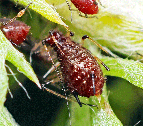 Uroleucon achilleae on Achillea millefolium