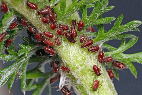 Uroleucon achilleae on Achillea millefolium