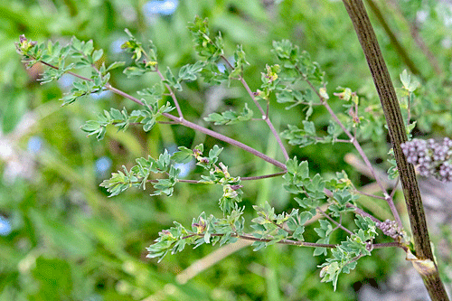 ? Phyllocoptes jaapi on Thalictrum cf. minus