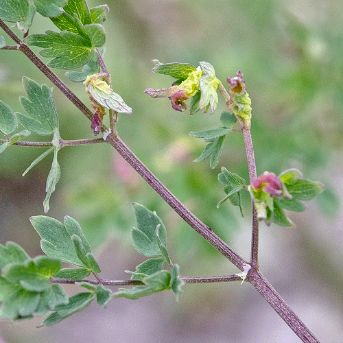? Phyllocoptes jaapi on Thalictrum cf. minus