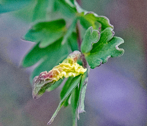 ? Phyllocoptes jaapi on Thalictrum cf. minus