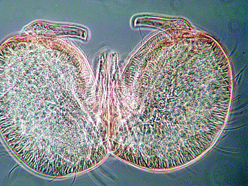 Macrolabis aquilegiae