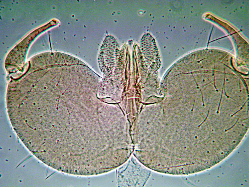Macrolabis stellariae