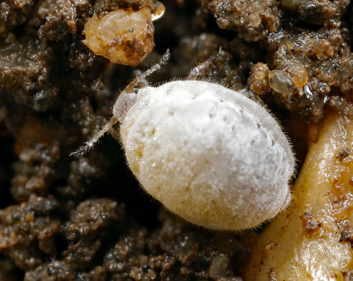Smynthorodes betae on Myrrhis odorata