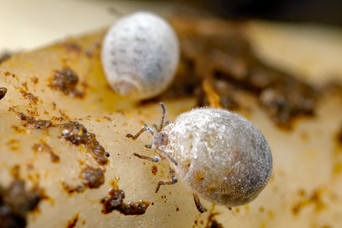 Smynthorodes betae on Myrrhis odorata