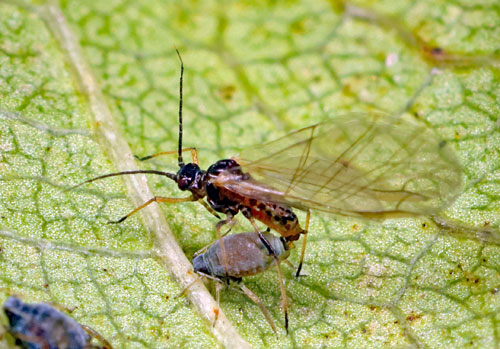 Aphis frangulae agg. on Frangula alnus