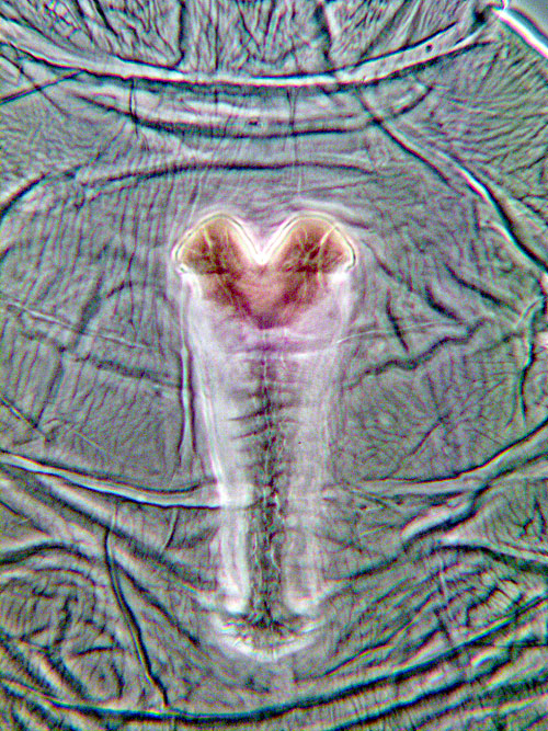 Contarinia campanulae