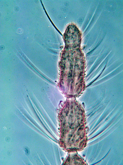 Contarinia festucae