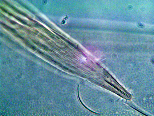 Contarinia festucae