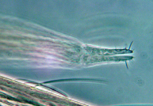 Contarinia merceri