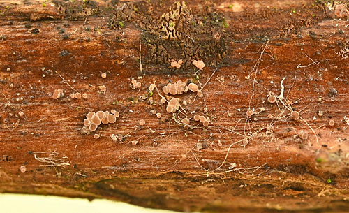 Hyphodiscus hymeniophilus on Rubus fruticosus
