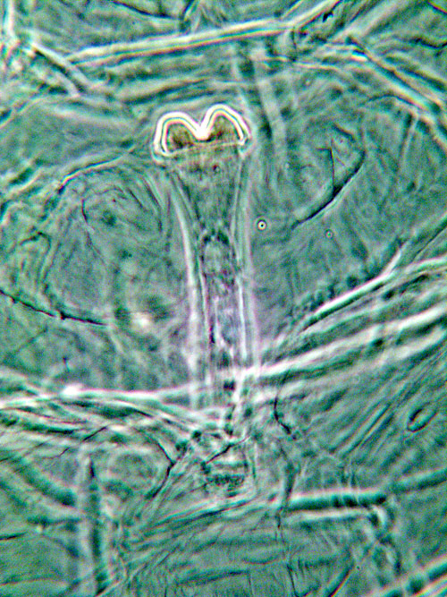 Contarinia pruniflorum
