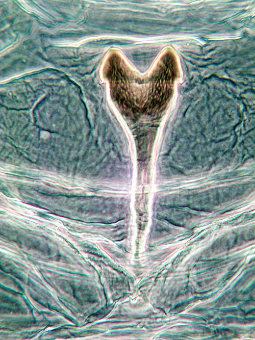 Contarinia tiliarum