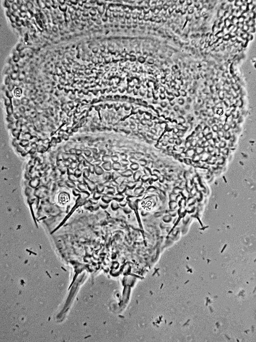 Arthrocnodax spec. on Betula pubescens