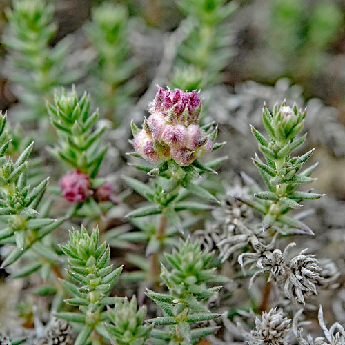 Dasineura galiicola on Galium incanum