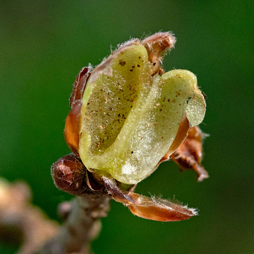 Neuroterus politus on Quercus robur