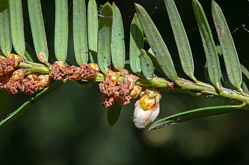 cf Epitrimerus gemmicolus on Taxus baccata