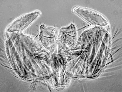 Cystiphora taraxaci on Taraxacum oficinale