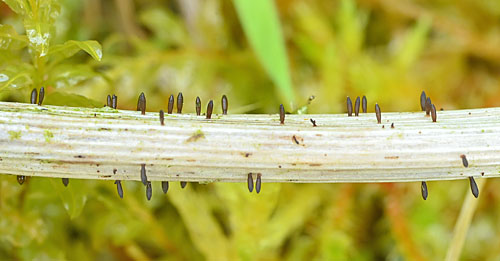 Acrospermum graminum on Carex spec.