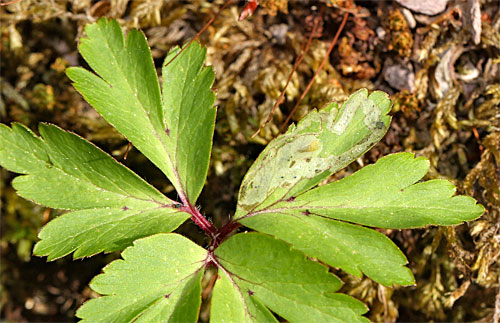 Phytomyza anemones on Anemone nemorosa