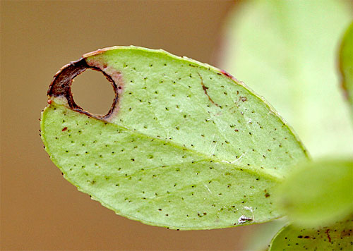 Incurvaria velutlla on Vaccininium vitis-idaea