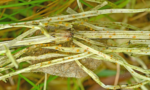 Stammaria persoonii on Equiseum spec.