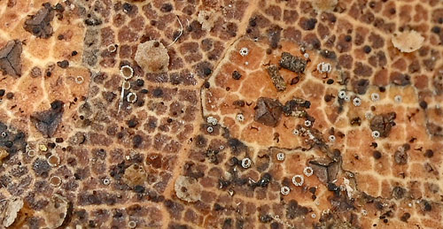Graddonidiscus hispanicus on Quercus coccifera