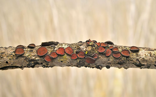 Rhytidhysteron rufulum