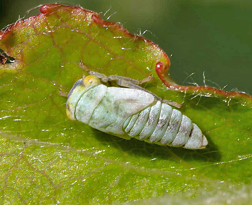 Tremulicerus disintguendus on Populus tremula (!)