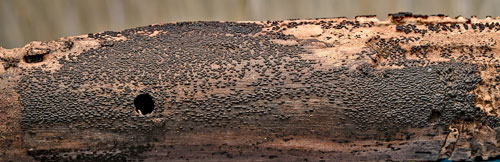 Anteaglonium abbreviatum on Quecus