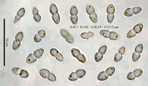 Anteaglonium abbreviatum on Quecus