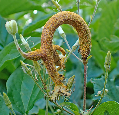 Aecidium clematidis