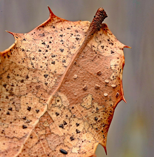 Hysterostegiella quercea on Quercus coccifera