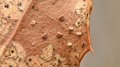 Hysterostegiella quercea on Quercus coccifera