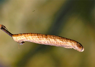 Coleophora solenella